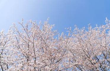 満開の桜と青空　背景用