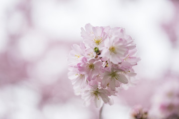 Fototapeta premium cherry pink tree in bloom