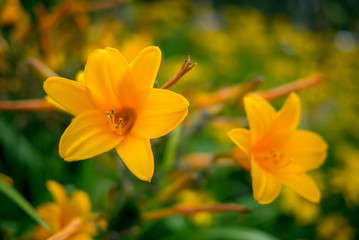 Obraz na płótnie Canvas Close up flower plant during its flowering, nature.