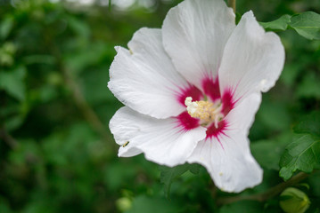 Macro of orange and pink rose blossom.