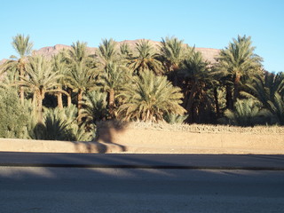 New black asphalt road at oasis landscape of green palm trees in central Morocco in old Oulad...