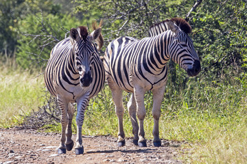 Fototapeta na wymiar Two Zebra on Dirt Road in Natural Bushland Landscape