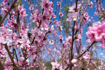 Flowering peach tree garden