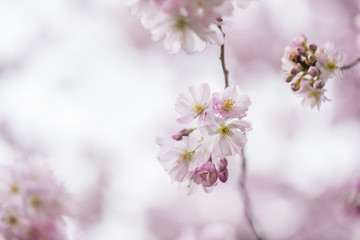 Obraz premium cherry tree in the bloom