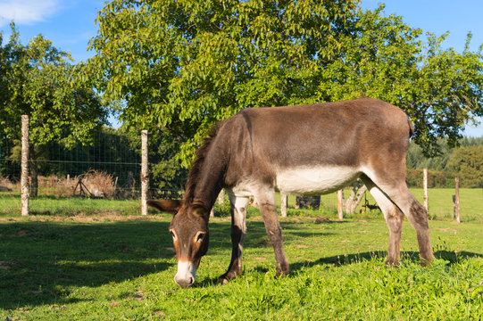 Donkey in the fields