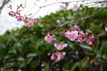 Pink White Cherry Blossom Blooming Early In Spring Flowers Tree Branches