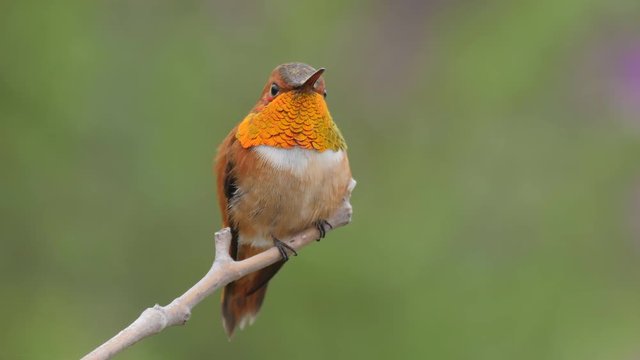 Male Rufous Hummingbird flashing its iridescent gorget feathers.