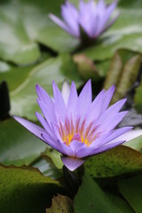 Water Lily