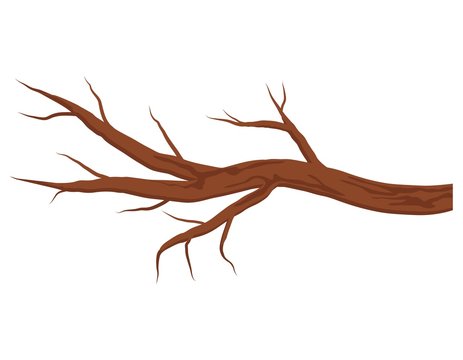 Bare brown tree branch without leaves isolated on white background. Autumn or winter branch. Vector Illustration