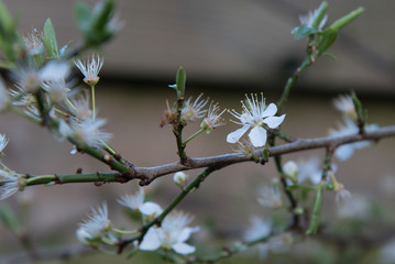 Spring, tree in blossom