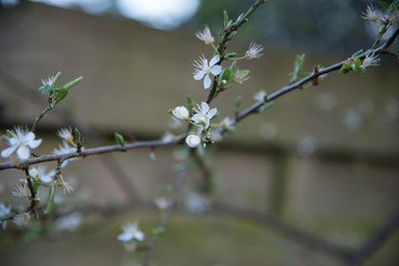 Spring, tree in blossom