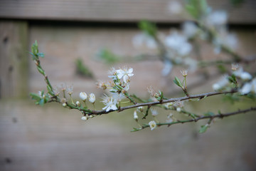Spring, tree in blossom