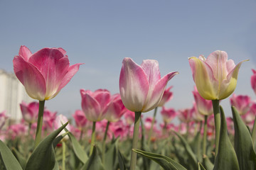 Tulips are beautiful colors are blooming in the garden. 