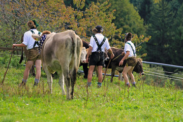 Viehscheid - Obermaiselstein - Hirten - K&uuml;he - Herbst - Allg&auml;u - Almabtrieb - Rinder