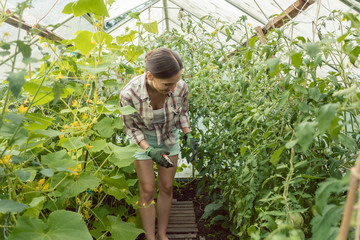 Beautiful woman working in green house on tomatoes