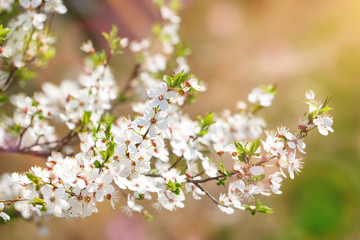 Beautiful blooming Apple trees in the spring garden. Close up.