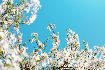 Beautiful blooming Apple trees in the spring garden. Close up.