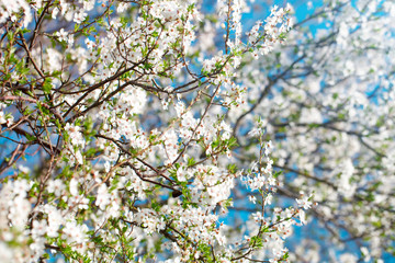 Beautiful blooming Apple trees in the spring garden. Close up.