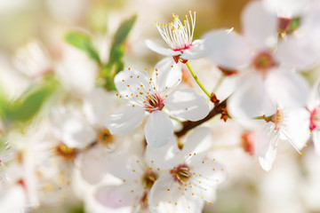 Beautiful blooming Apple trees in the spring garden. Close up.