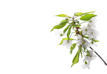 Cherry flowers blooming with branch isolated on white background, clipping path