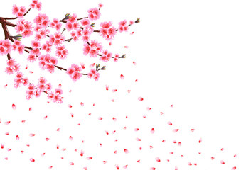 Sakura loses petals in the wind. Branches with pink flowers and cherry buds. isolated on white background. illustration