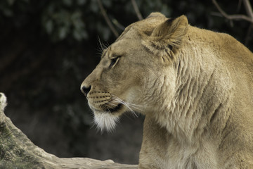 Lioness resting powerfull animal looking at the camera