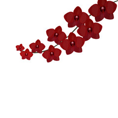 Branch of Orchids. beautiful burgundy red realistic flowers. Isolated on white background. illustration