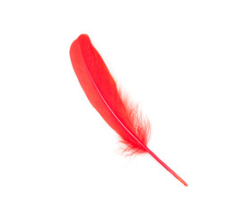 Chilli red feather on a white background