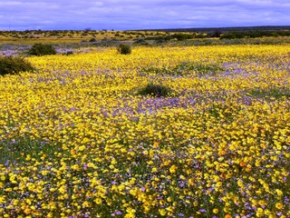 Namakwa flowers