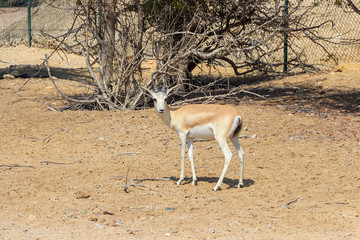 Single sand gazelle (Gazella marica) in nature reserve. Desert. Island Sir Bani Yas, UAE.