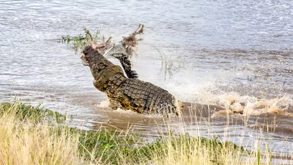 Deurstickers Krokodil Nijlkrokodil met karkas