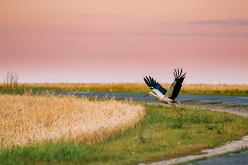 Fototapeta premium Adult European White Stork Taking Off From Agricultural Field In Belarus
