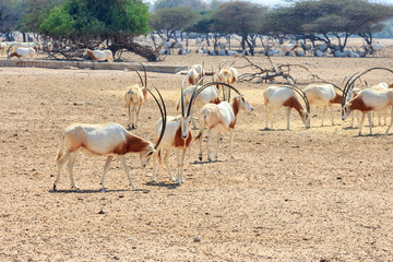 Arabian oryx or white oryx (Oryx leucoryx) medium-sized antelope with long, straight horns and tufted tail.