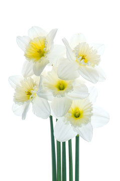 spring flowers narcissus