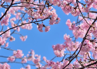 寒桜の濃いピンク色の花が咲く　