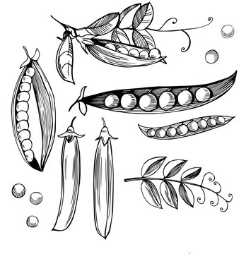 Hand drawn peas. Vector sketch  illustration.