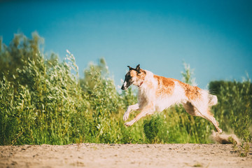 Running Adult Russian Wolfhound Hunting Sighthound Russkaya Psovaya Borzaya Dog