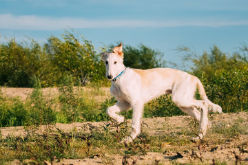 Naklejka na ściany i meble Running Puppy Of Russian Wolfhound Hunting Sighthound Russkaya Psovaya Borzaya Dog