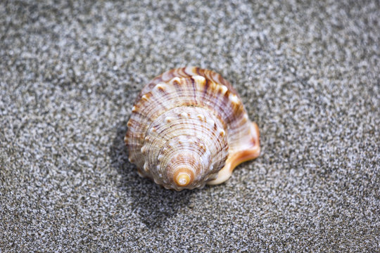 A decorative seashell lies in the sand, on the beach of the Pacific Ocean, New Zealand