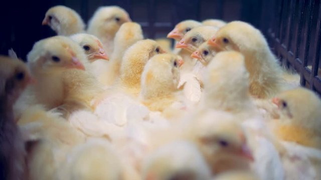Several chicks are sitting in a cage, turning their heads. 4K.