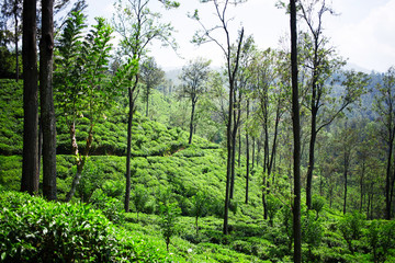 Fototapeta na wymiar Tea gardens in Sri Lanka. Plantation landscape.