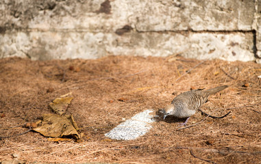 The pigeon, foraging in the morning   