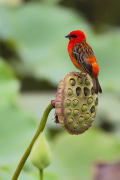 Madagaskarweber (Foudia madagascariensis) sitzt auf der Samenkapsel einer Indischen Lotosblume (Nelumbo nucifera) im Botanischen Garten in Pamplemousses, Mauritius, Afrika.