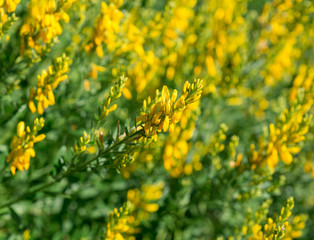 Flowers yellow Genista tinctoria