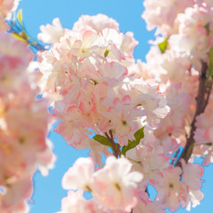 Pink flowers on a tree against the sky