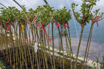 Fototapeta premium Sträucher zum Verkauf in Gärtnerei