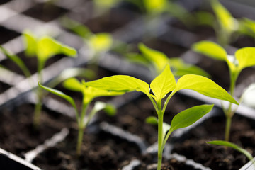 A small green sprout in the ground