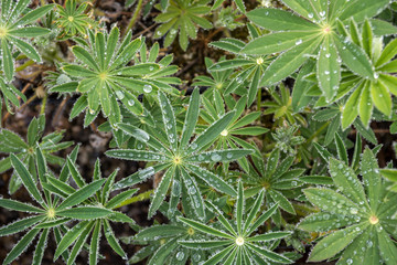 Lupinen mit Wassertropfen