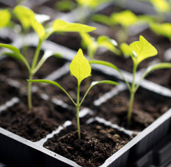 A small green sprout in the ground