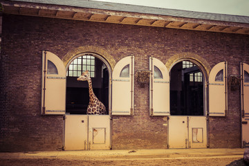 Giraffe Enjoying the Breeze